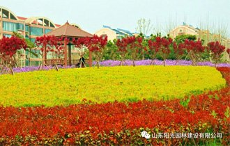 入目皆陽光(guāng) 四處有(yǒu)詩意| 陽光(guāng)園林(lín)邀您“雲賞春”