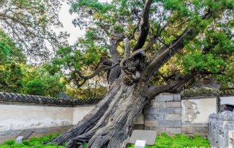 園林(lín)人(rén)必須知(zhī)道(dào)的(de)古樹(shù)名木(mù)政策